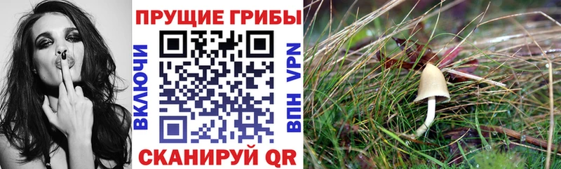 Галлюциногенные грибы Psilocybe  MEGA ссылка  Ковдор  магазин   